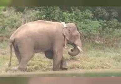 അരിക്കൊമ്പന്റെ പുതിയ ദ‍ൃശ്യങ്ങൾ പുറത്തുവിടാനോ കൈമാറാനോ കഴിയില്ല, കാരണമിതാണ്