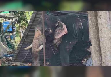 ഇരിങ്ങാലക്കുട കൂടല്‍മാണിക്യം ക്ഷേത്രത്തില്‍ ആന ഇടഞ്ഞു പാപ്പാനെ ചവിട്ടി കൊന്നു